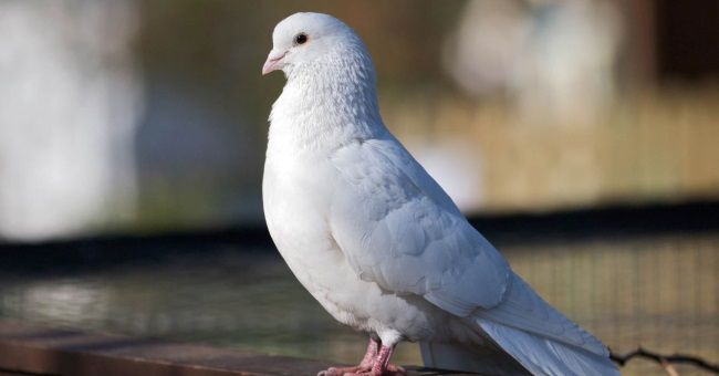 Білий голуб на підвіконні: прикмети