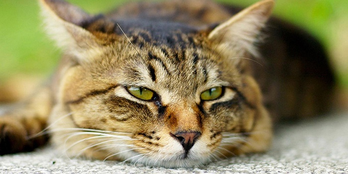 Сечокамяна хвороба у котів: симптоми і лікування в домашніх умовах