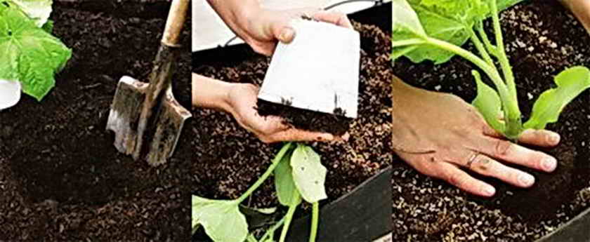Вирощування огірків в теплиці: від посіву насіння до збору врожаю