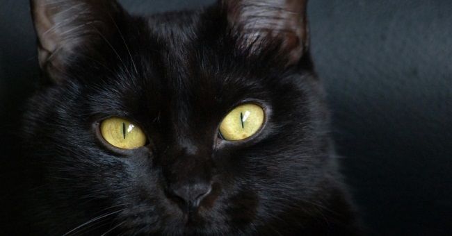 Прийшла чорна кішка: прикмети