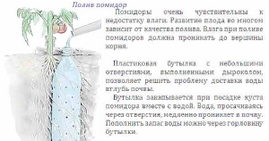 Правила поливу томатів
