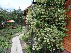 Вибираємо чагарники для своєї грунту