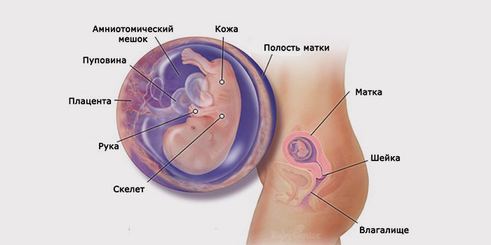 3 місяць вагітності: ознаки, як виглядає живіт і дитина на цьому терміні