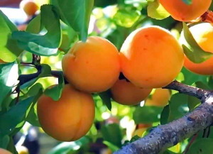 Вирощування абрикоса: від посадки до укриття на зиму