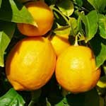 Вирощування лимона в домашніх умовах