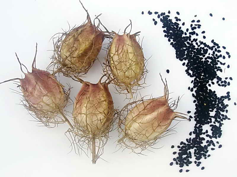 Вирощування нігелли розсадою з насіння і посів у відкритий грунт