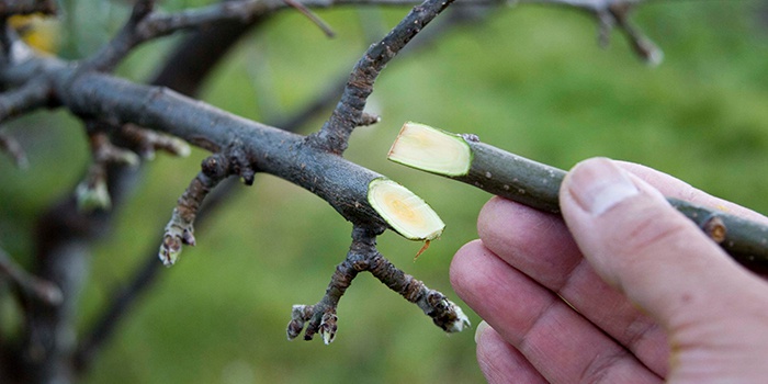 Як правильно прищепити яблуню восени на старе дерево: всі способи