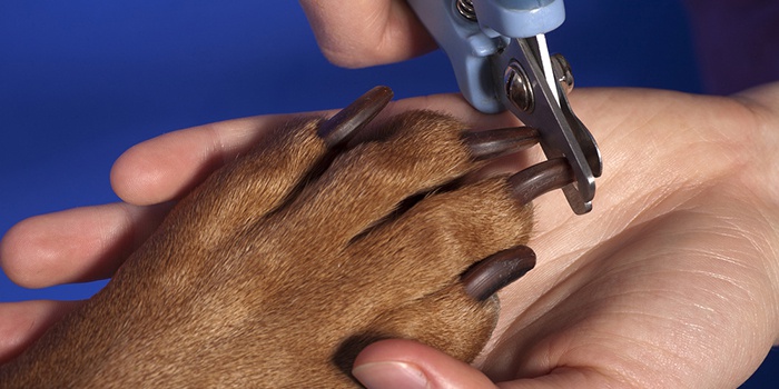 Як підстригти кігті собаці правильно в домашніх умовах: відео