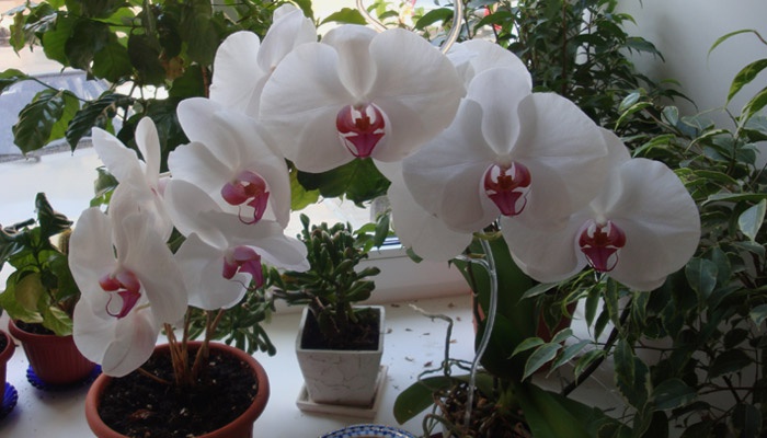 Як розмножити орхідею в домашніх умовах: інструкція з відео