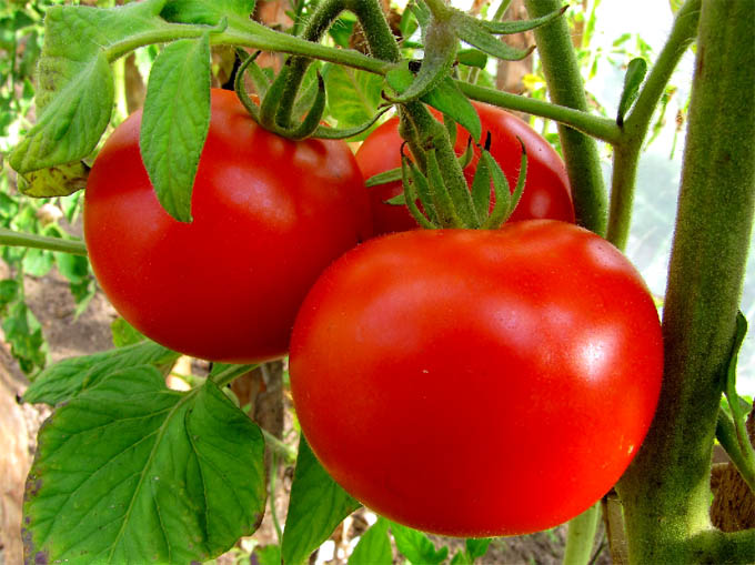 Мідь для томатів