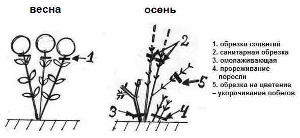 Формування і обрізка гортензії