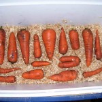 Прибирання моркви і способи зберігання врожаю