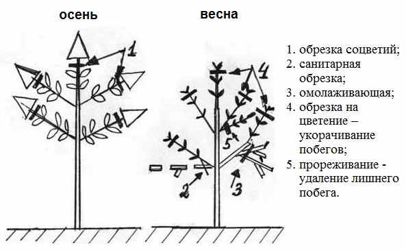 Формування і обрізка гортензії