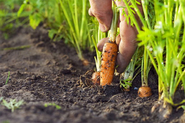 Посадка насіння моркви