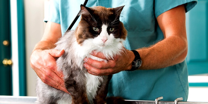 Сечокамяна хвороба у котів: симптоми і лікування в домашніх умовах