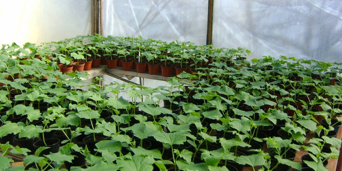 Як садити огірки на розсаду у відкритий грунт   технологія вирощування з фото і відео