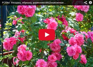 Троянди: посадка, обрізка, розмноження (відео)