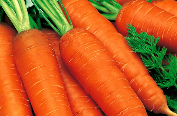 Сорти моркви і вибір насіння