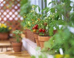 Вітаміни цілий рік — вирощування на підвіконні зелені і овочів