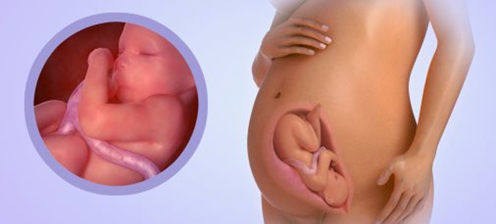 32 тиждень вагітності: що відбувається з дитиною, УЗД плоду і норма ваги