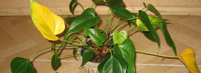 Антуріум догляд в домашніх умовах, причини сухості листя, поради по розмноженню і пересадки з фото