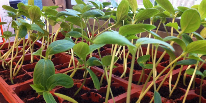 Як садити огірки на розсаду у відкритий грунт   технологія вирощування з фото і відео