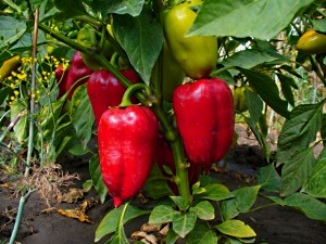 Деякі секрети і поради вирощування перців (відео)