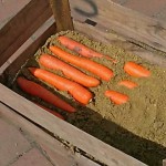 Прибирання моркви і способи зберігання врожаю