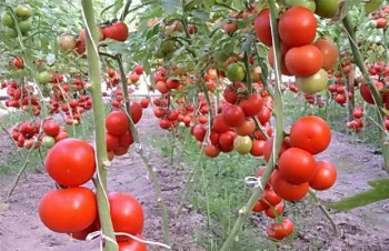 Способи підвязки помідорів