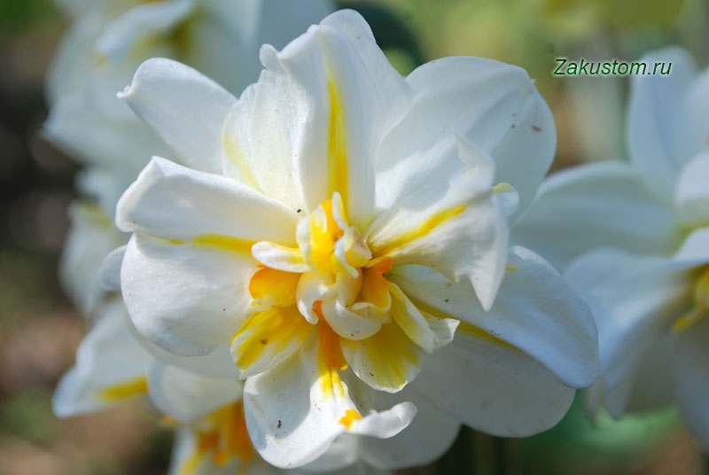 Нарциси — вирощування та догляд