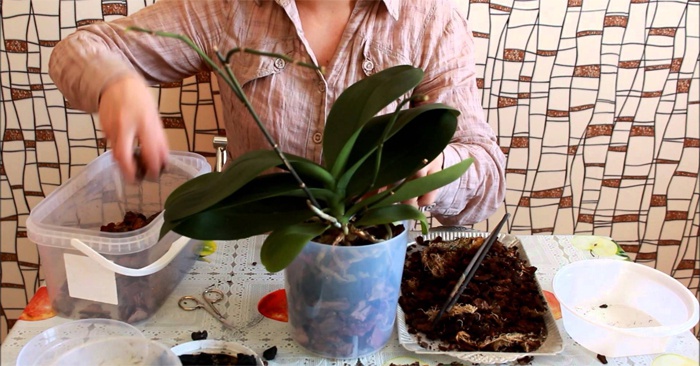 Як пересадити орхідею в домашніх умовах правильно: покрокове відео