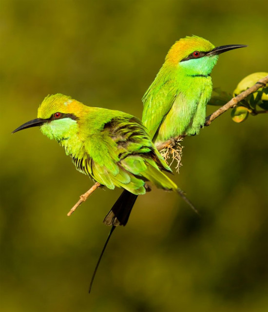 Краса птахів у фотографіях Milan Zygmunt