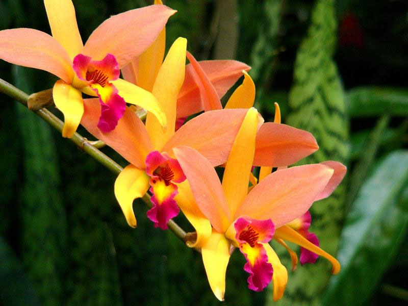 Види і сорти орхідей