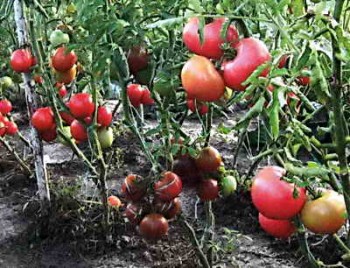 Причини утворення тріщин на томатах, як уникнути розтріскування