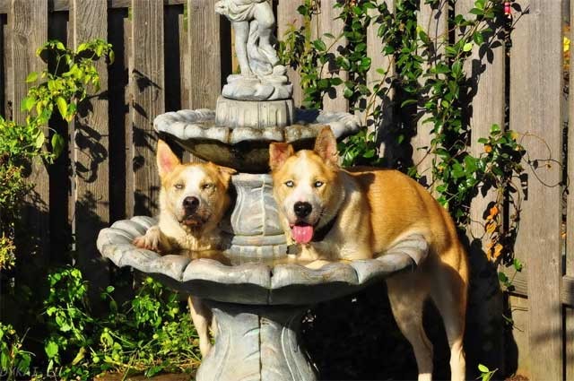 Собаки на дачі — позитивні фотографії