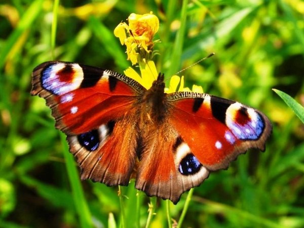 Метелики, конспект заняття по ознайомленню з природою