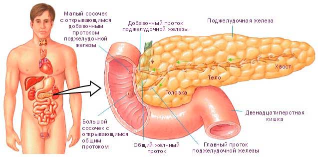 Що таке підшлункова залоза і як її вберегти від захворювань панкреатиту