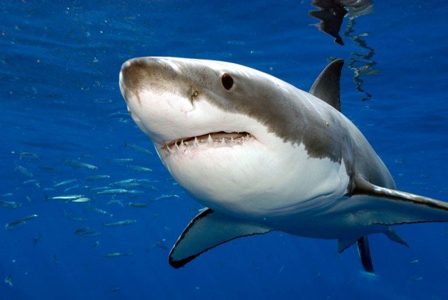 Що собою являє акулячий жир? Користь і шкода продукту