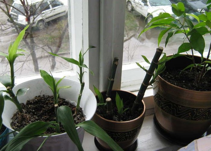 Бамбук — догляд та вирощування
