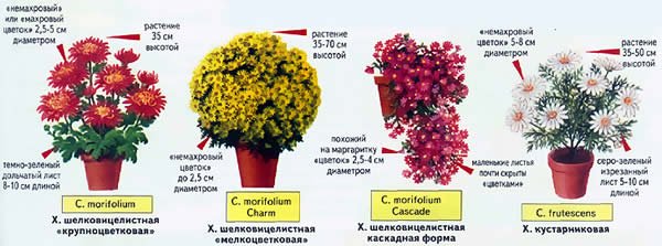 Як правильно доглядати за хризантемою в горщику