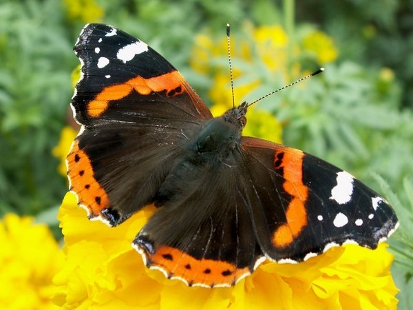 Метелики, конспект заняття по ознайомленню з природою
