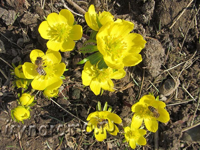 Эрантис або весенник — перші весняні квіти.