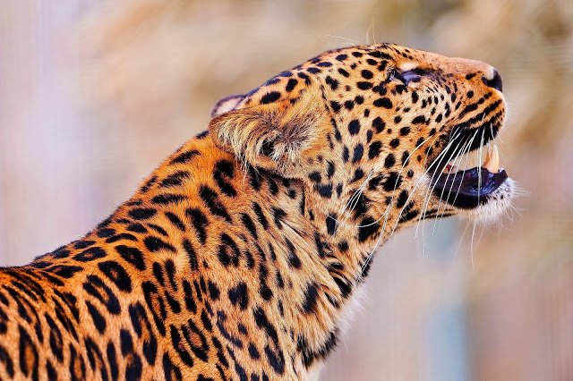 Тренди: леопардові принти