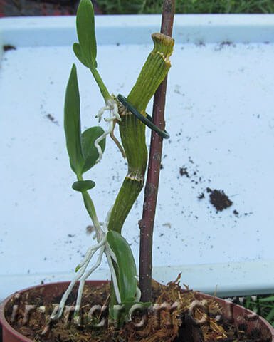 Розмноження орхідеї дендробіум нобіле дітками.