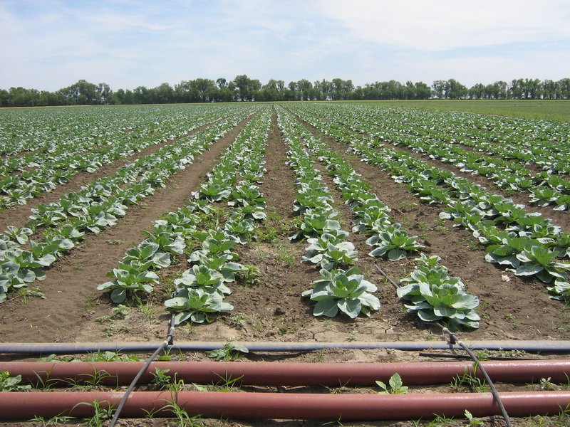 Вирощування і догляд за капустою — правила посадки капусти