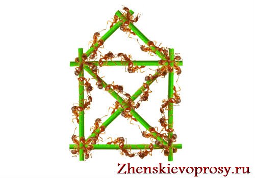 Як позбутися від мурашок в квартирі?