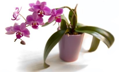 Як правильно доглядати за орхідеями в домашніх умовах