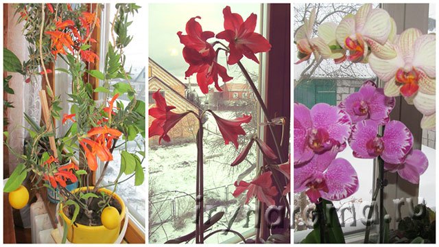 Блогу Аромати і квіти два роки!