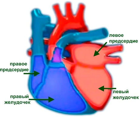 Як працює серце людини