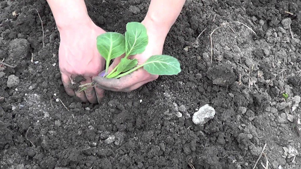 Вирощування і догляд за капустою — правила посадки капусти